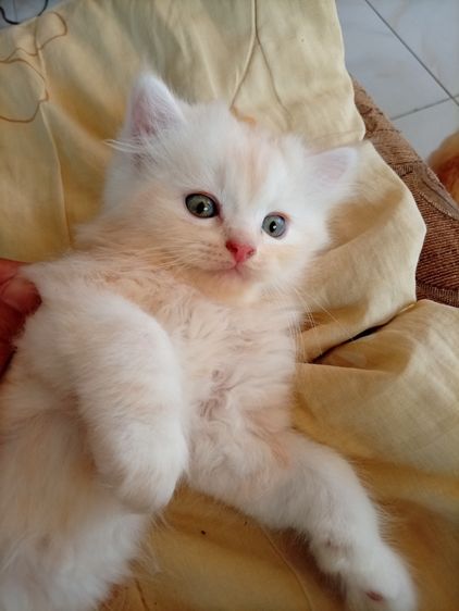ขายลูกแมว รูปที่ 3