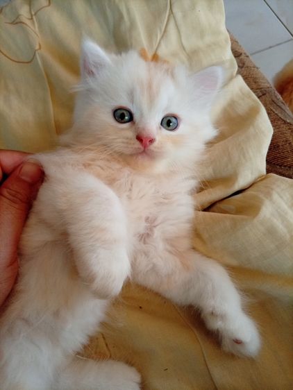 ขายลูกแมว รูปที่ 2