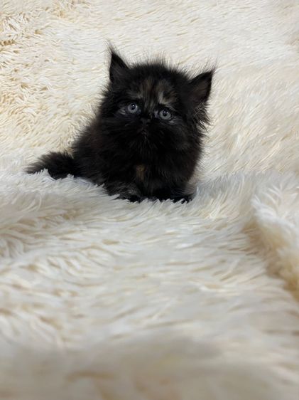 แมวเปอเซีย รูปที่ 5