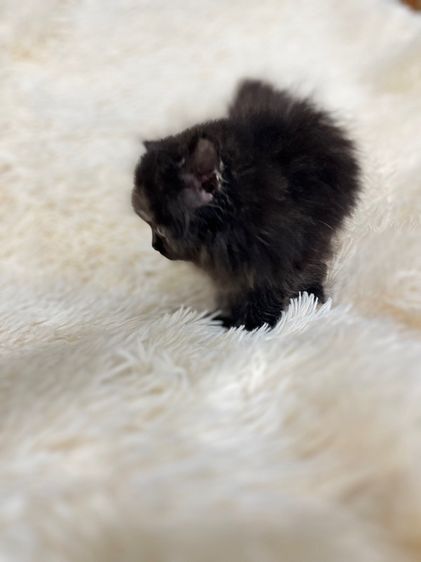 แมวเปอเซีย รูปที่ 6