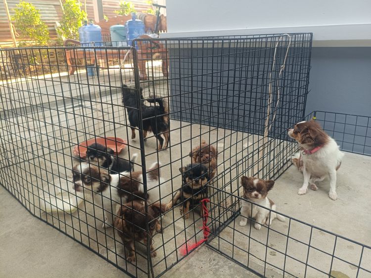 ชิวาวา  รูปที่ 2