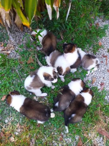 บางแก้ว รูปที่ 3