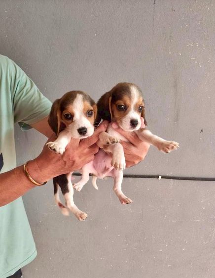 บีเกิล (Beagle) กลาง บีเกิ้ล (Beagle) หนุ่ม 2 สาว 2  อายุ 2 เดือน