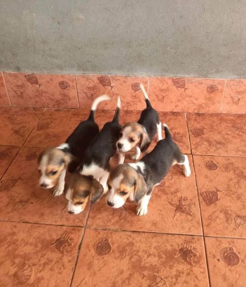 บีเกิ้ล (Beagle) หนุ่ม 2 สาว 2  อายุ 2 เดือน รูปที่ 2