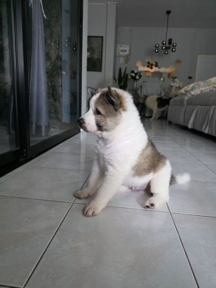 ลูกสุนัขบางแก้ว เพศชายหาบ้านค่ะ รูปที่ 7