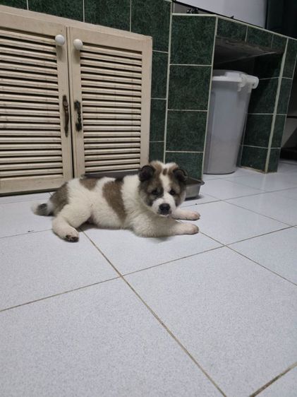 ลูกสุนัขบางแก้ว เพศชายหาบ้านค่ะ รูปที่ 5