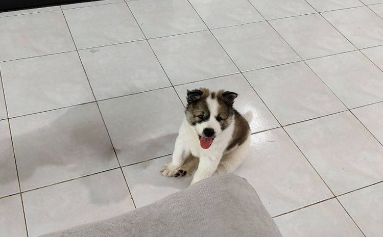 บางแก้ว (Thai Bangkaew Dog) กลาง ลูกสุนัขบางแก้ว เพศชายหาบ้านค่ะ