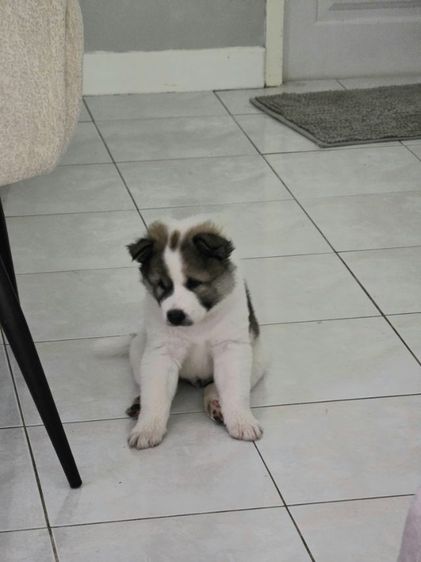 ลูกสุนัขบางแก้ว เพศชายหาบ้านค่ะ รูปที่ 3