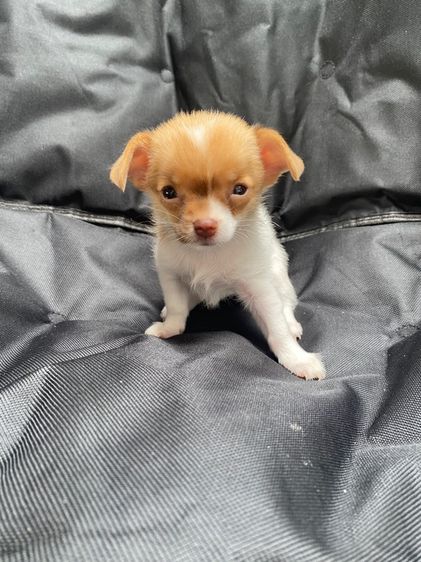 น้องชิวาว่า เด็กหญิง เล็กจิ๋ว รูปที่ 2