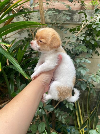 น้องชิวาว่า เด็กหญิง เล็กจิ๋ว รูปที่ 5