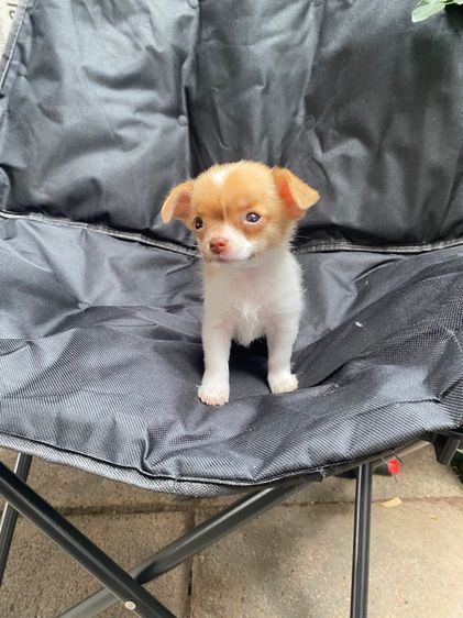 น้องชิวาว่า เด็กหญิง เล็กจิ๋ว รูปที่ 3