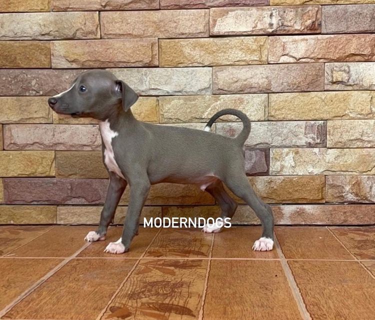 อิตาเลียน เกรย์ฮาวนด์ Italian Greyhound น้องชาย น้องสาว มีพร้อม รูปที่ 2
