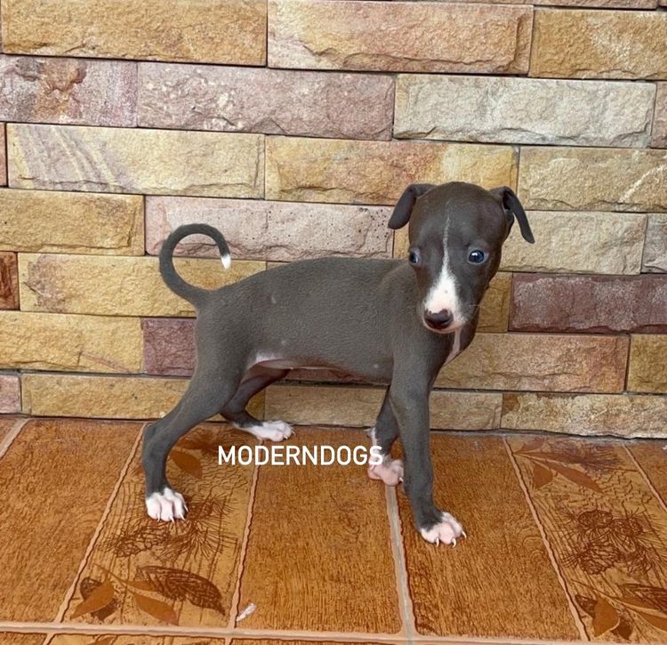 อิตาเลียน เกรย์ฮาวด์ (Italian Greyhound) กลาง อิตาเลียน เกรย์ฮาวนด์ Italian Greyhound น้องชาย น้องสาว มีพร้อม
