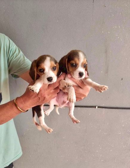 บีเกิล (Beagle) กลาง บีเกิ้ล (Beagle) อายุ 2 เดือน 2 หนุ่ม 2 สาว