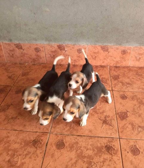 บีเกิ้ล (Beagle) อายุ 2 เดือน 2 หนุ่ม 2 สาว รูปที่ 2