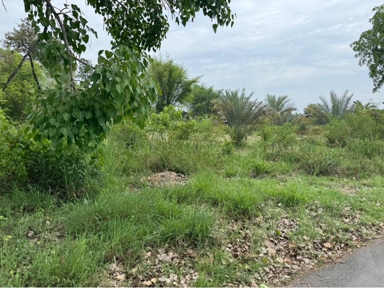 ที่ดินสันป่าตองเชียงใหม่