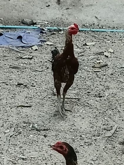 ไก่ชนสายพม่า รูปที่ 6