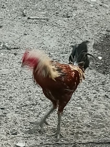 ไก่ชนสายพม่า รูปที่ 4
