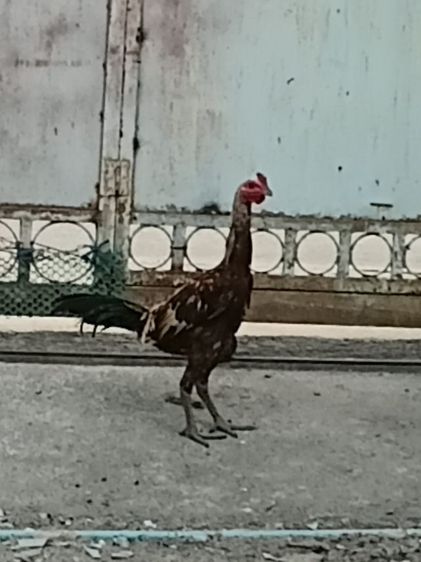 ไก่ชนสายพม่า รูปที่ 2