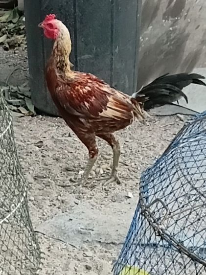 ไก่ชนสายพม่า รูปที่ 5