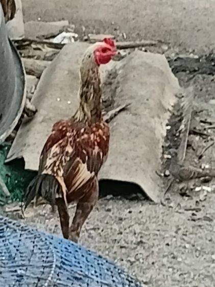 ไก่ชนสายพม่า