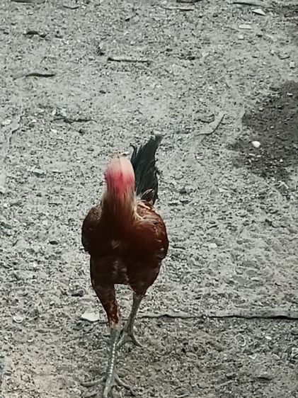 ไก่ชนสายพม่า รูปที่ 3