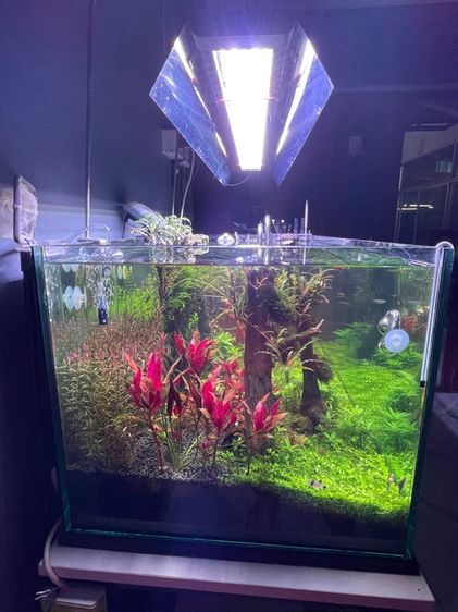 ตู้ไม้น้ำ  รูปที่ 10