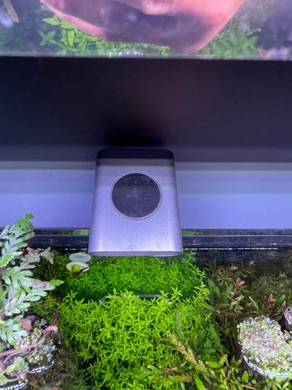 ตู้ไม้น้ำ  รูปที่ 8