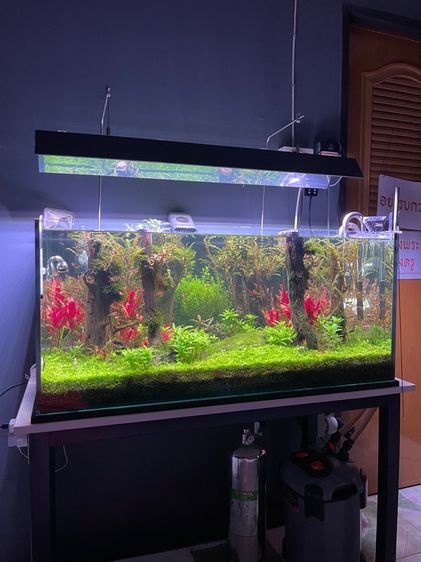 ตู้ไม้น้ำ  รูปที่ 4