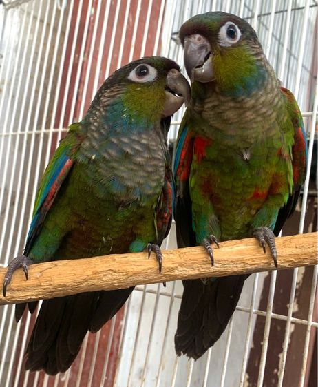 กรีนชีค นกแก้ว คิมสัน (ท้องแดง)