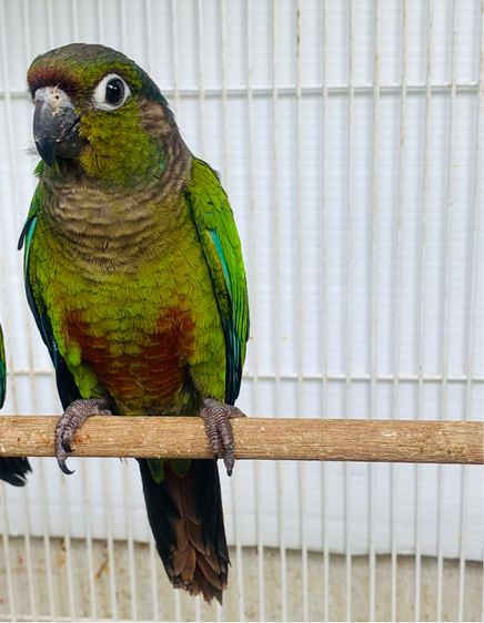 นกแก้ว คิมสัน (ท้องแดง) รูปที่ 3