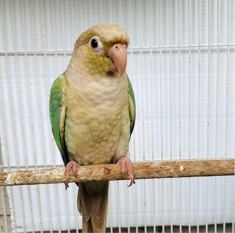 นกแก้ว คิมสัน (ท้องแดง) รูปที่ 5