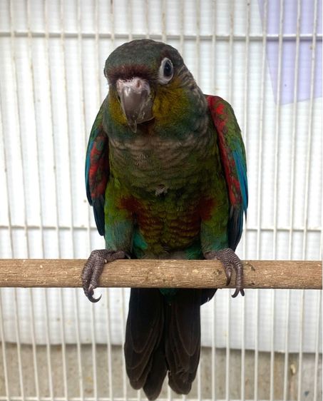 นกแก้ว คิมสัน (ท้องแดง) รูปที่ 2