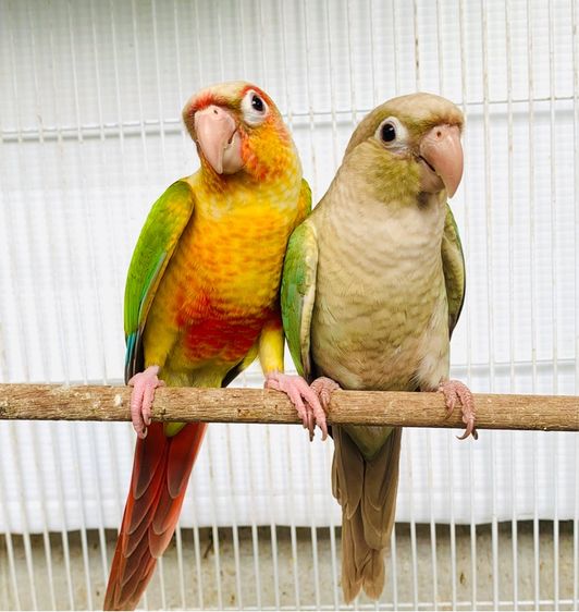 นกแก้ว คิมสัน (ท้องแดง) รูปที่ 4