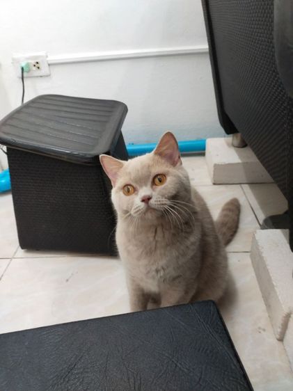 สาวน้อยสก็อตติชโฟร์ รูปที่ 3