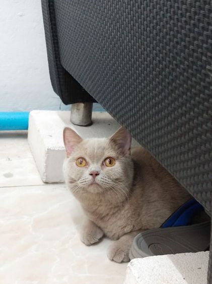 สาวน้อยสก็อตติชโฟร์ รูปที่ 6