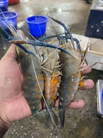 เซ้งร้านอาหาร ทำเลดี รัชดา18 รูปที่ 13