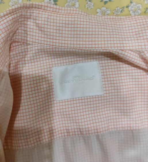 greyhound รูปที่ 4