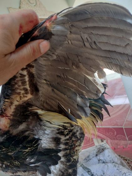 ไก่ชน รูปที่ 5