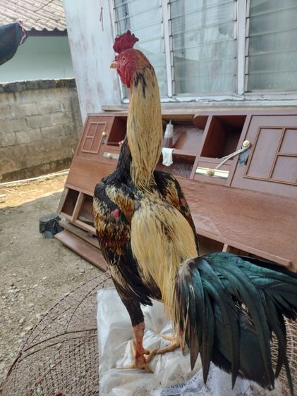 ไก่ชน รูปที่ 3