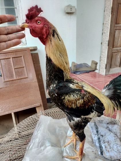 ไก่ชน รูปที่ 4