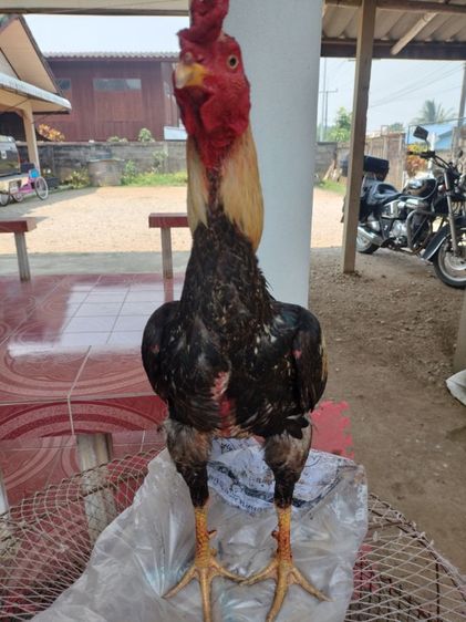 ไก่ชน รูปที่ 6