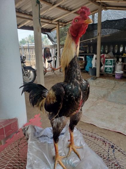 ไก่ชน รูปที่ 2