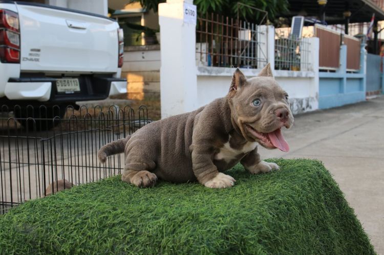 อเมริกันบูลลี่ Bully รูปที่ 2