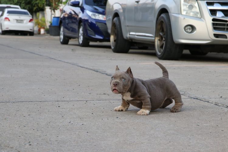 อเมริกันบูลลี่ Bully