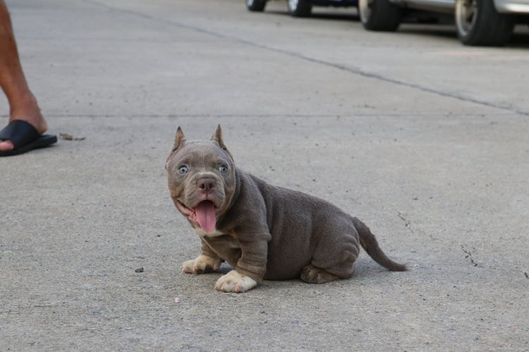 อเมริกันบูลลี่ Bully รูปที่ 3