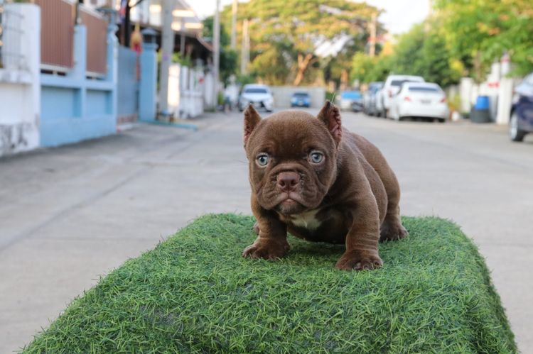 อเมริกันบูลลี่ Bully รูปที่ 2