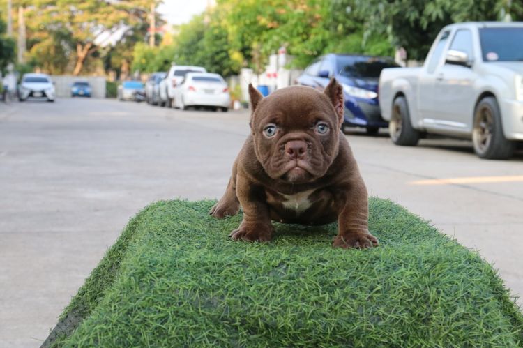 อเมริกันบูลลี่ Bully