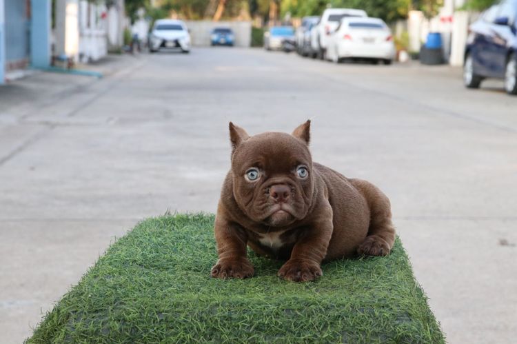 อเมริกันบูลลี่ Bully รูปที่ 3