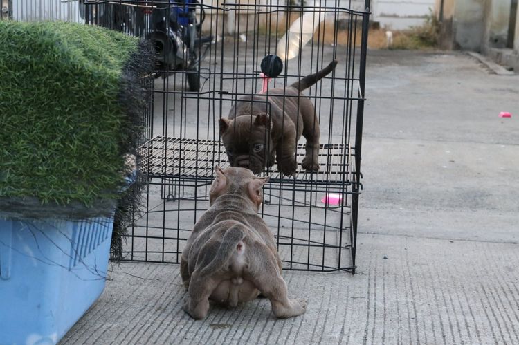 อเมริกันบูลลี่ รูปที่ 3